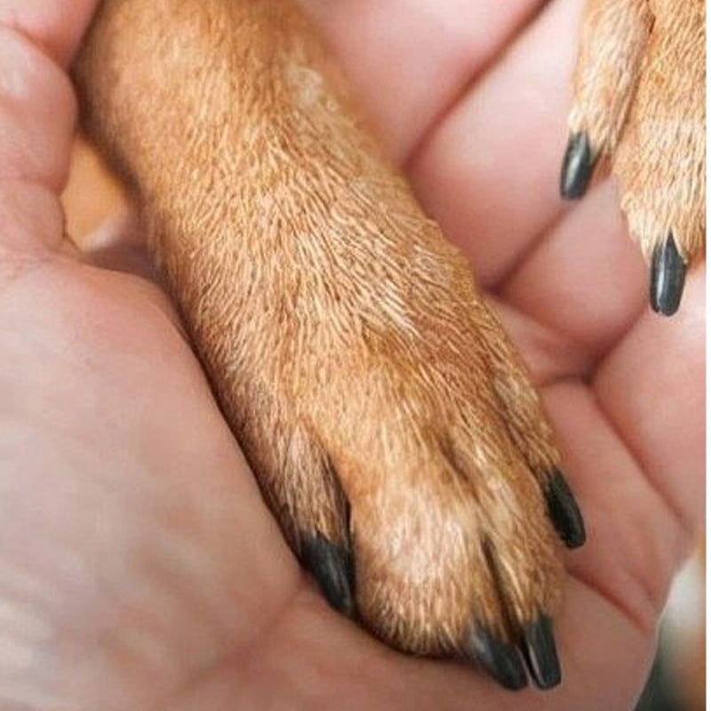 ✨ ½ PRIX ! Lime à ongles en bois pour chiens et chats – Recharges incluses, usage zéro déchet, idéale pour griffes sensibles 🐾🌿