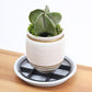 Root-Saving Pot Riser